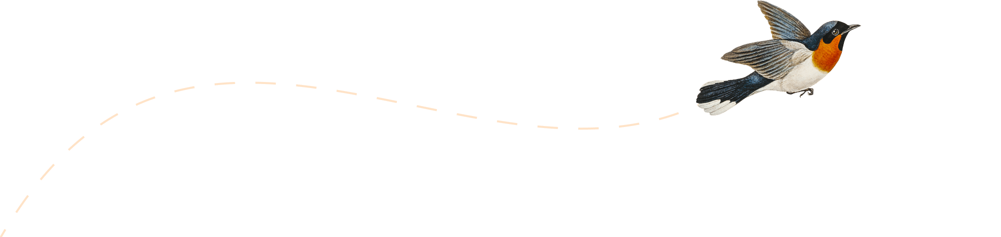 Illustrazione di un pettirosso che vola.